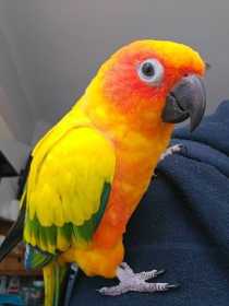 Lost Conure
