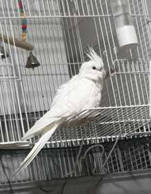 Lost Cockatiel