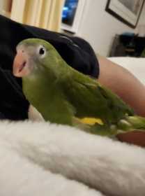 Lost White-Winged / Canary-Winged Parakeet
