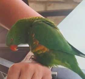 Lost Lory / Lorikeet