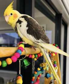 Lost Cockatiel
