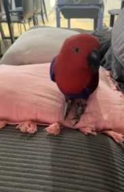 Lost Eclectus
