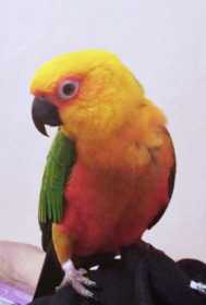 Lost Conure