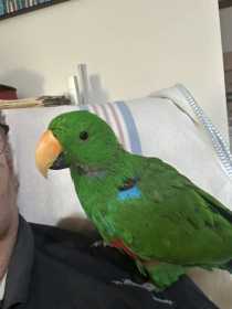 Lost Eclectus