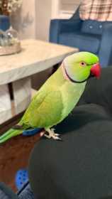 Lost Indian Ringneck Parakeet
