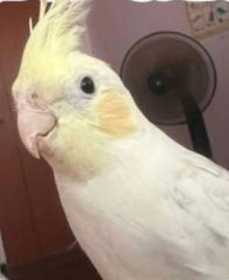 Lost Cockatiel