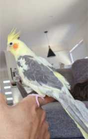 Lost Cockatiel