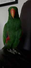 Lost Eclectus
