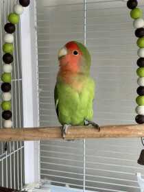 Lost Lovebird