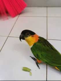 Lost Caique