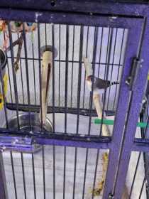 Lost Finch