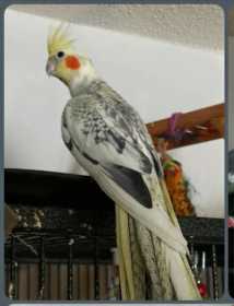 Lost Cockatiel
