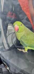 Lost Indian Ringneck Parakeet