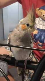 Lost Cockatiel