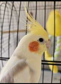 Lost Cockatiel