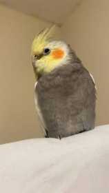Lost Cockatiel