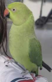 Lost Indian Ringneck Parakeet