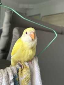 Lost Lovebird