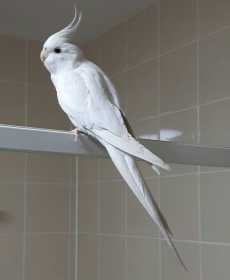Lost Cockatiel