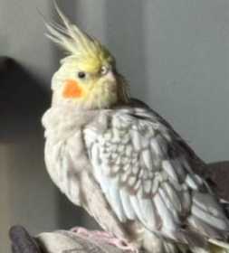 Lost Cockatiel