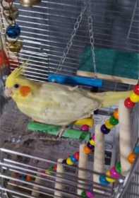 Lost Cockatiel