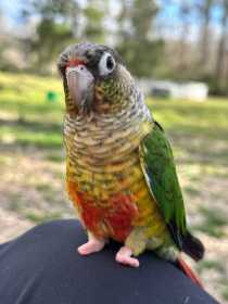 Lost Conure