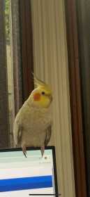 Lost Cockatiel