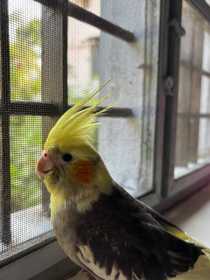 Lost Cockatiel