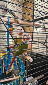 Lost Conure