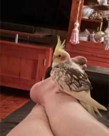 Lost Cockatiel