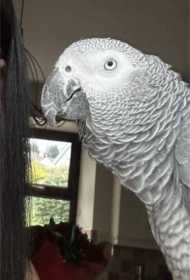 Lost African Grey