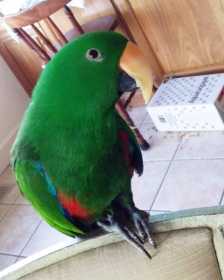 Lost Eclectus
