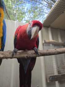 Lost Macaw