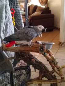 Lost African Grey