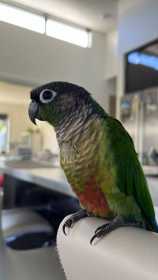 Lost Conure