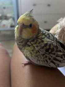 Lost Cockatiel