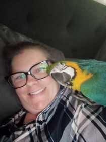 Lost Macaw