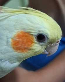 Lost Cockatiel