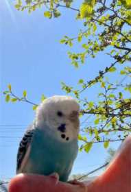 Lost Parakeet