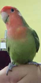 Lost Lovebird
