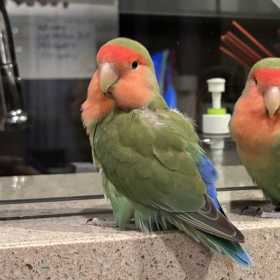 Lost Lovebird