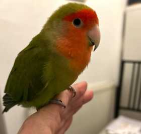 Lost Lovebird