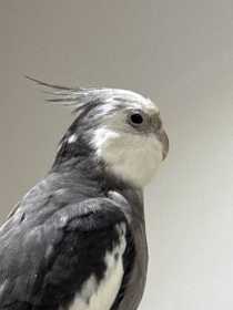 Lost Cockatiel