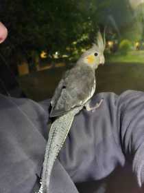 Lost Cockatiel