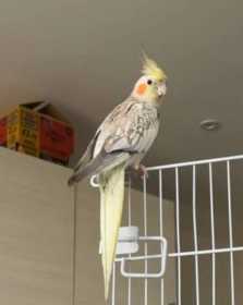 Lost Cockatiel