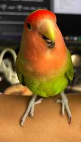 Lost Lovebird