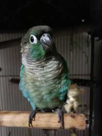 Lost Conure