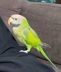 Lost Mustached / Moustached Parakeet