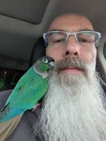 Lost Conure