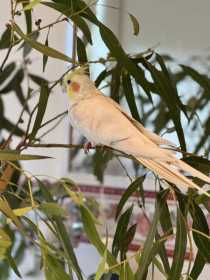 Lost Cockatiel